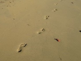 Foot prints in the sand at Wonga Beach.